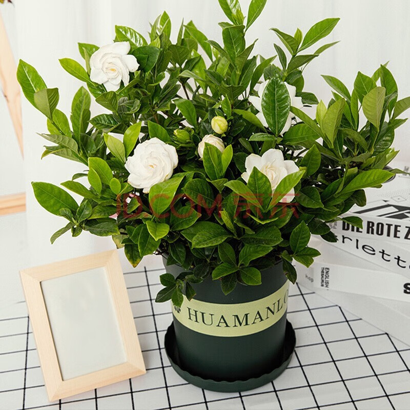 京推推cms演示站