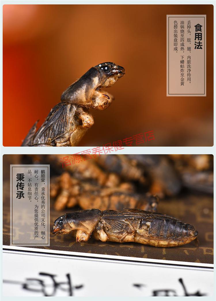 康中尊蝼蛄干土狗地狗蝼蛄粉100克蝼蛄
