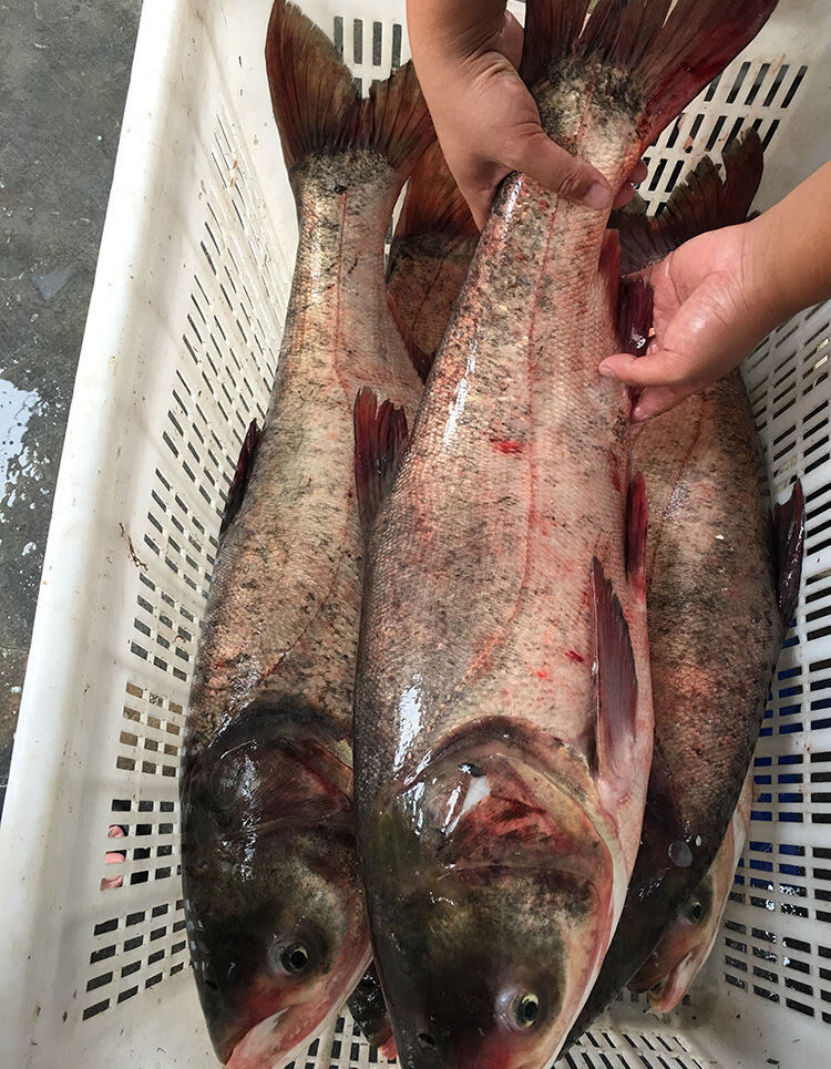 精选好货510斤1整条微山湖野生胖头鱼新鲜鲢鱼大头鱼花鲢白鲢鱼鲢鳙