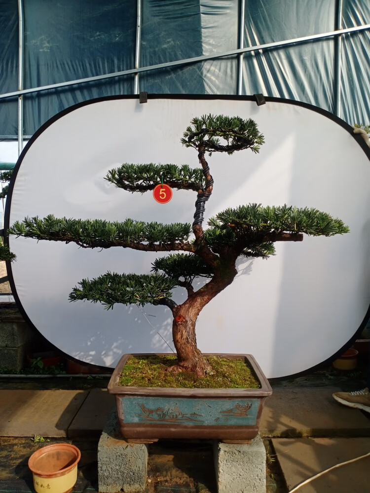 2米左右带长飘枝庭院四季常青罗汉松造型庭院 1到1.