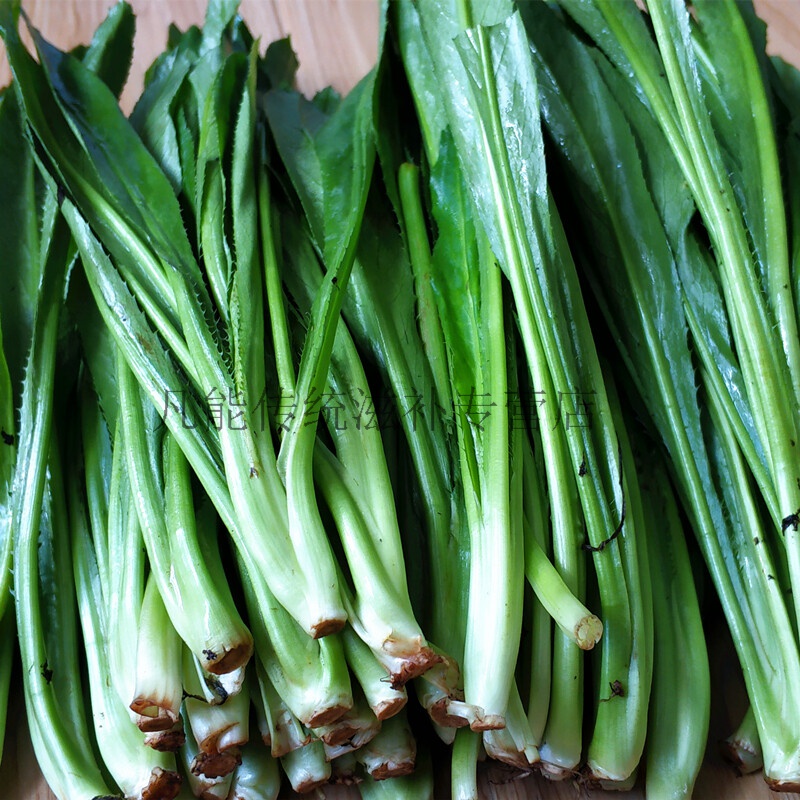 恬女神老缅芫荽500g 刺芹大香菜野香草阿佤假香荽新鲜冰袋冷链云南