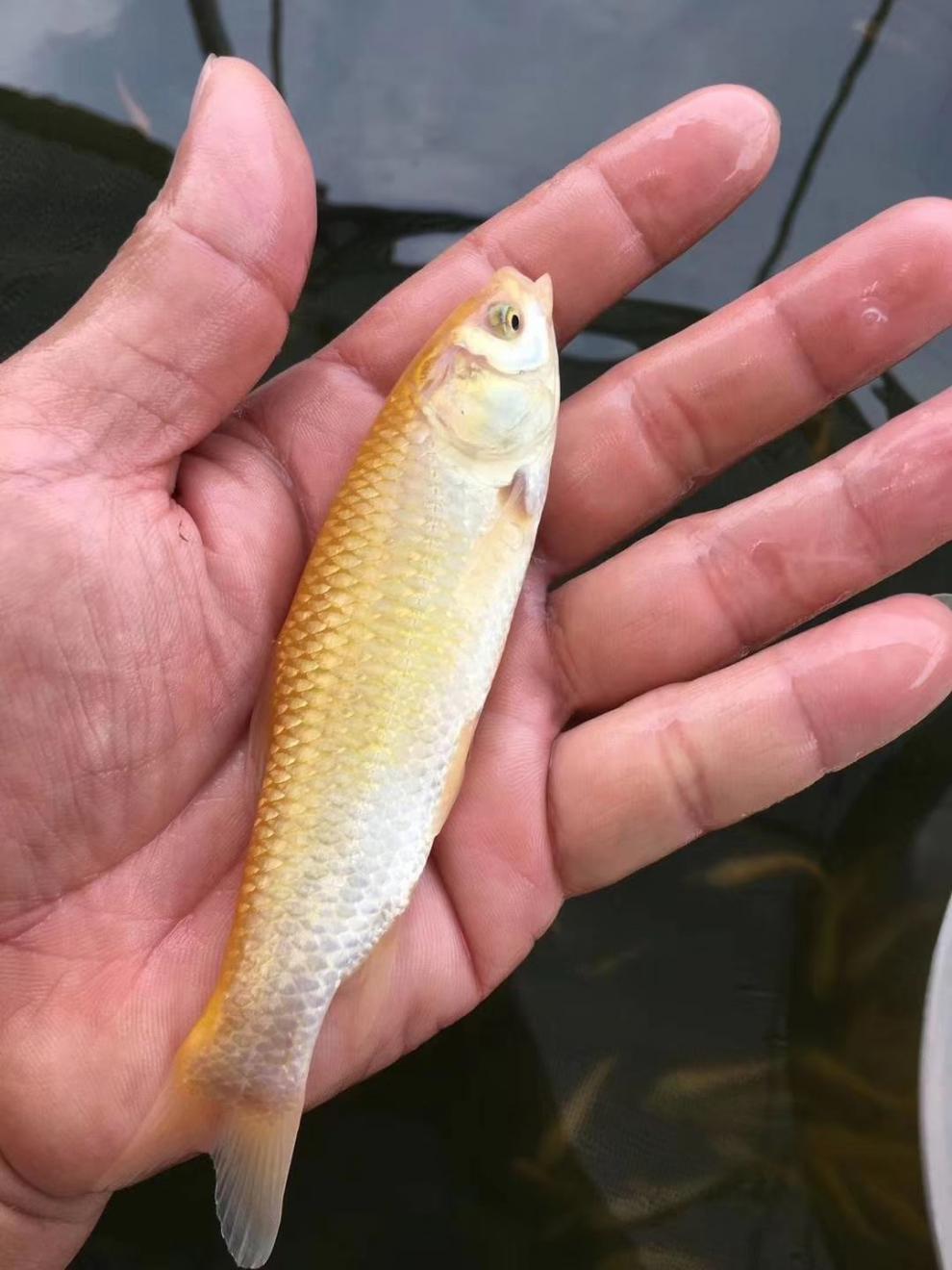 金草鱼 黄金草鱼 金丝草鱼 俄罗斯金草鱼 观赏鱼 鱼苗活体 200条 4