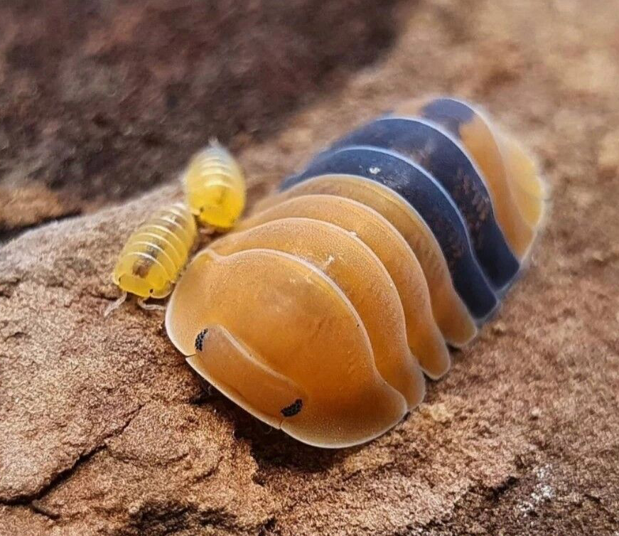 包活 鼠妇活虫宠物潮虫子西瓜虫湿湿虫 昆虫爬宠 学 生物实验 套餐一