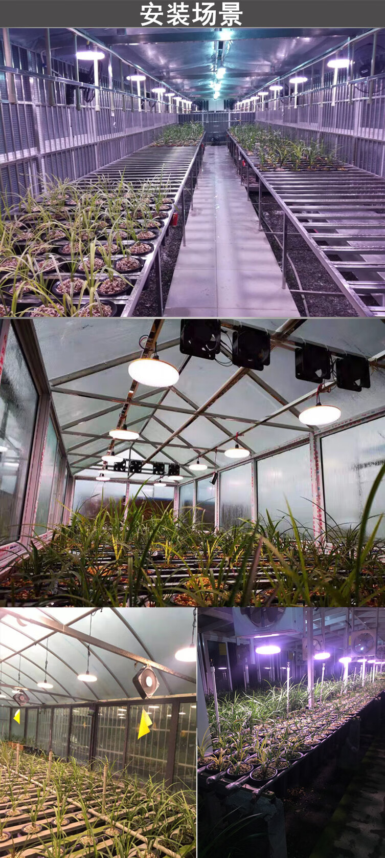 合鸣50w兰花兰草专用植物补光灯/绿植花卉生长灯大棚补光灯全光谱 50w