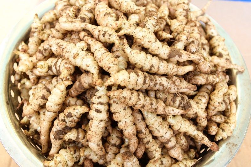 轻恋螺丝菜宝塔菜新鲜蔬菜地蚕甘露子种植地坏菜 3斤现挖螺丝菜【图片