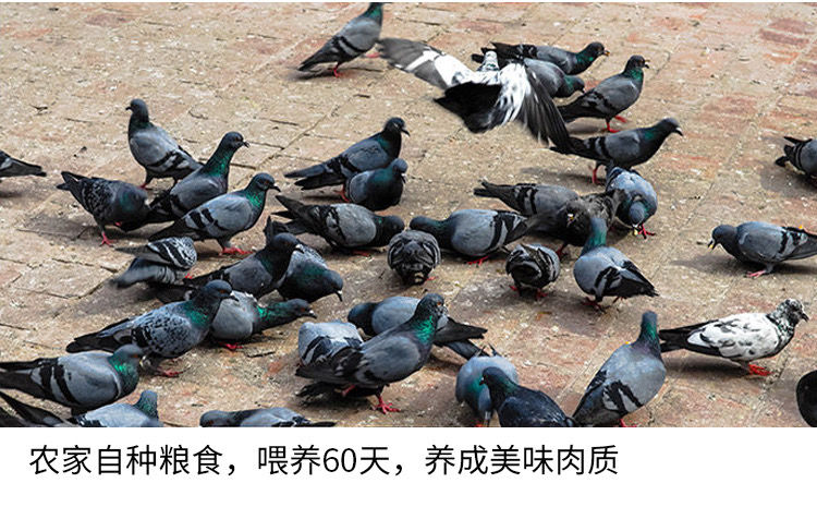 新鲜乳鸽现杀鸽子农家老鸽子杂粮喂养土鸽子农家散养鸽子肉真空装广纳