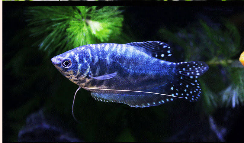 曼龙鱼活体金鱼观赏鱼淡水鱼风水宠物鱼热带鱼苗活体