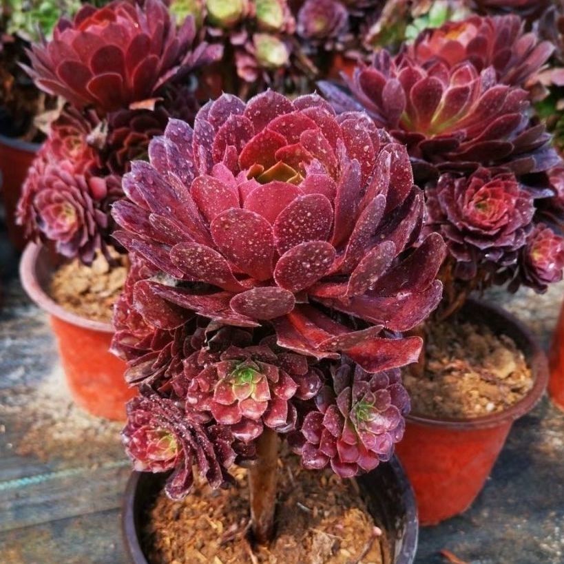 粉女巫单头【图片 价格 品牌 报价】-京东