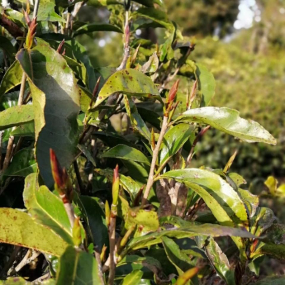 雀嘴茶 2022年早春明前云南小黑山古树普洱生茶紫芽孢红 500克【图片