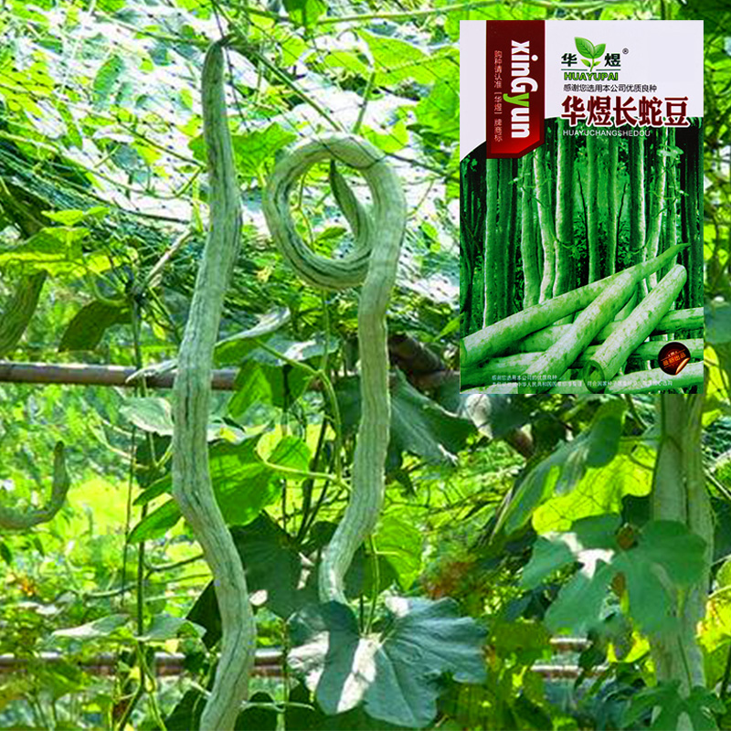 蛇瓜种籽种子苗四季长蔬菜孑特大超长巨型丝瓜特长南方蛇豆角孑秧 长