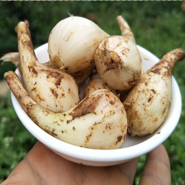 精选生鲜无叶荞头新鲜蕌头现挖农家茭头江西特产蔬菜教头多规格可选去
