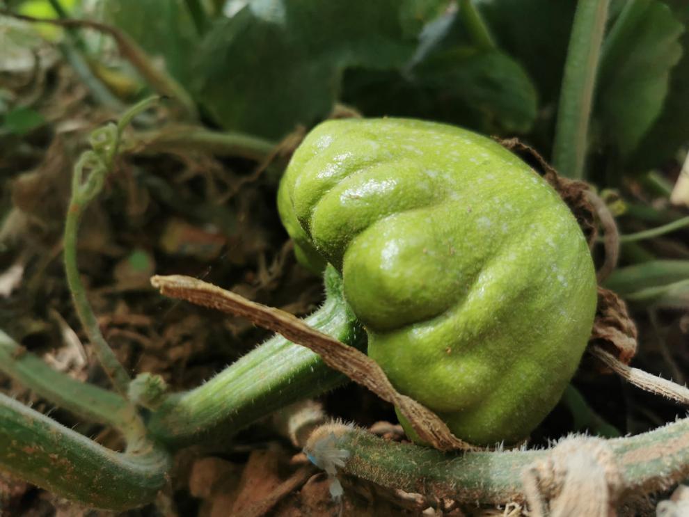 云南农家自种新鲜蔬菜姜柄瓜新鲜小瓜小面瓜迷你南瓜现摘3斤标准装