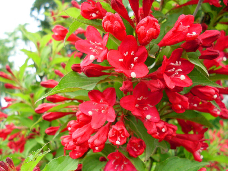 红王子锦带树苗红花丛生王子锦苗带耐寒耐热绿化苗木庭院景叶植物z5