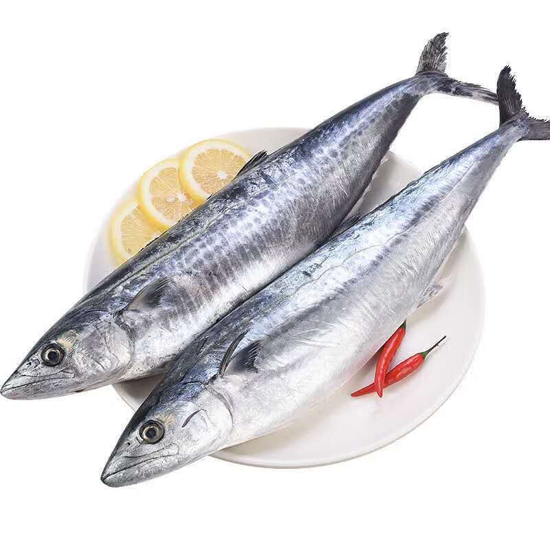 马鲛鱼新鲜海捕马鲛鱼鲜活鲅鱼燕尾鲅鱼大号鲅鱼整条 1斤-1斤半/条
