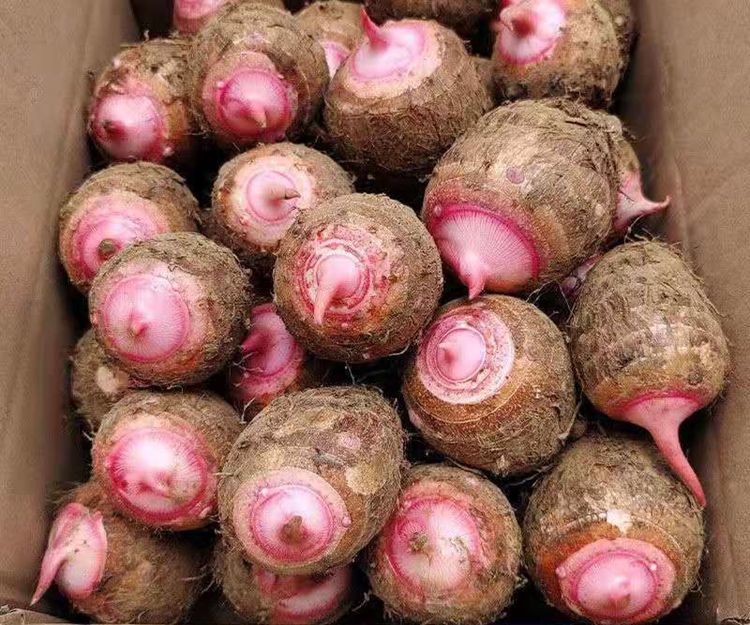 红芽芋新鲜小芋头芋仔现挖红嘴毛芋艿香芋农家粉糯香甜红牙蔬菜 5斤