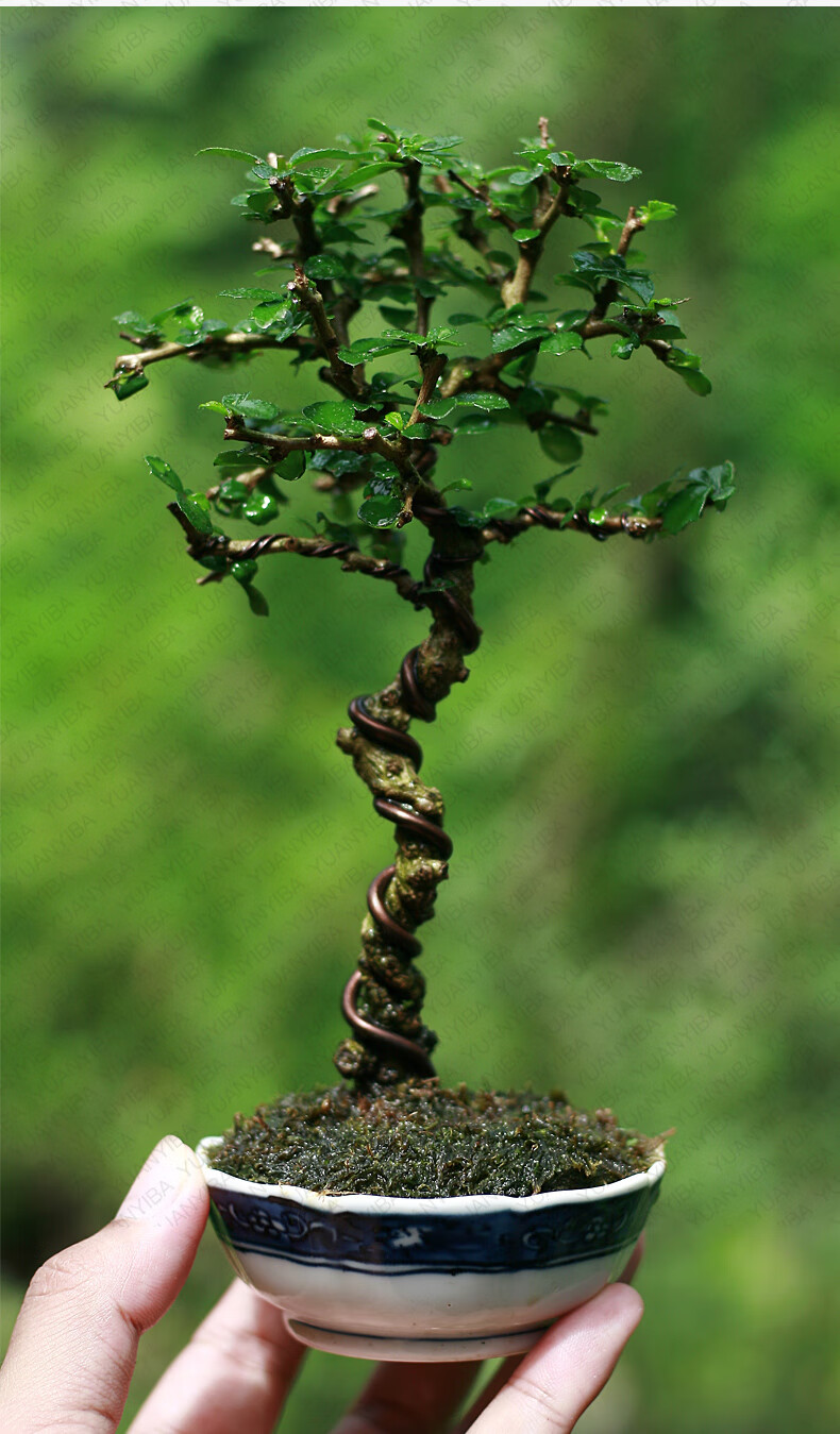 铝线盆景造型专用铝丝线盆景铝丝蟠扎园艺铁丝花卉罗汉松造型球节剪