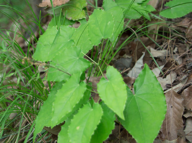 秦岭野生淫羊藿中药材淫羊藿叶泡茶仙灵脾根整颗干货整株250克