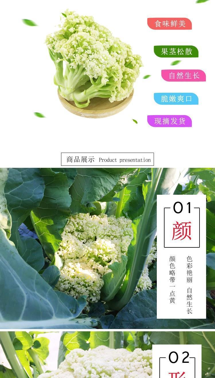 松花菜花椰菜青梗白面散花菜白花菜西兰花产地直销富硒老品种团花菜3