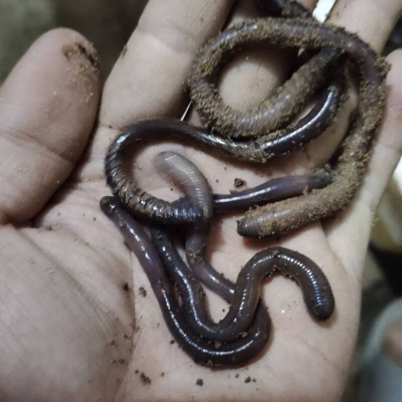 同款鲜活臭广东大号黑蚯蚓广地龙垂钓鱼饵活饵野钓入药中小号喂龟喂蛇