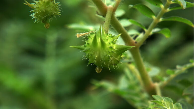霄青竹白蒺藜刺蒺藜中药材代打白蒺藜粉加急发货250g