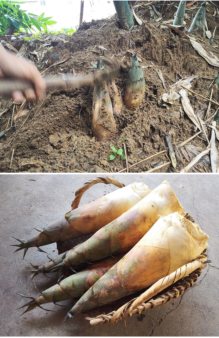 潮汕特产笋干新年竹笋广东揭阳埔田笋脯大叶笋干嫩笋尖 笋丝500克袋装