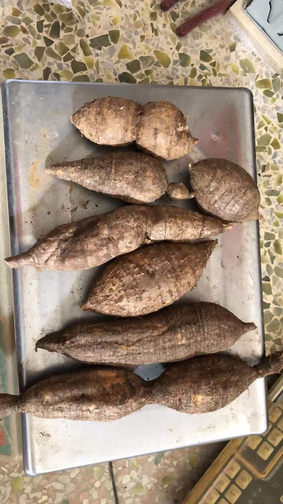 野外生牛大力中药原材煲汤泡酒料猪脚笠山莲藕新鲜挖金钟根粉质薯500g