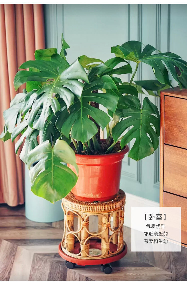 精品绿植龟背竹盆栽大叶精品老桩室内绿植物花盆易养活客厅净化空气吸