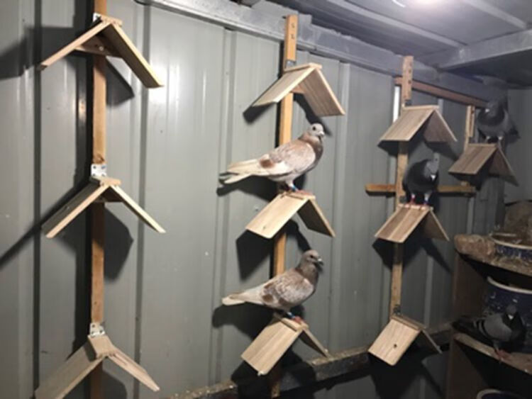 合搭鸽子站架信鸽用品用具鸽子实木栖架塑料栖架栖息休息架草窝 公棚