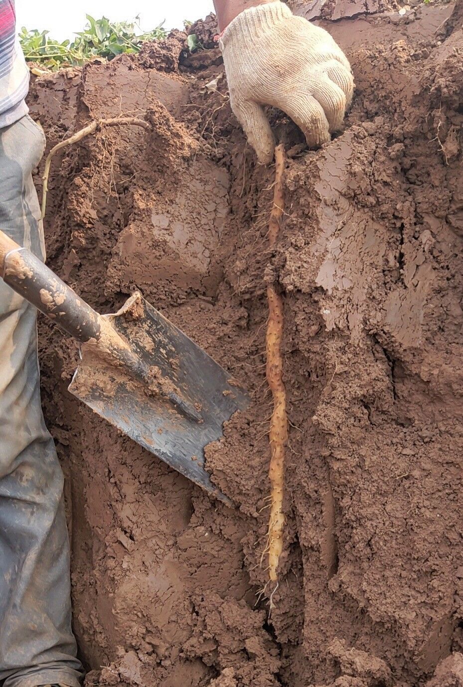 精选果蔬新鲜现挖山药铁棍正宗怀山药铁杆淮山药紫山药垆土小白嘴蔬菜