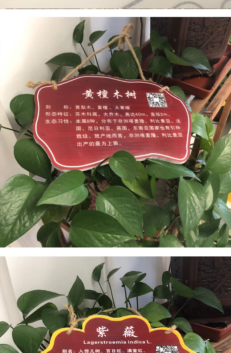 海棠树牌制作图片