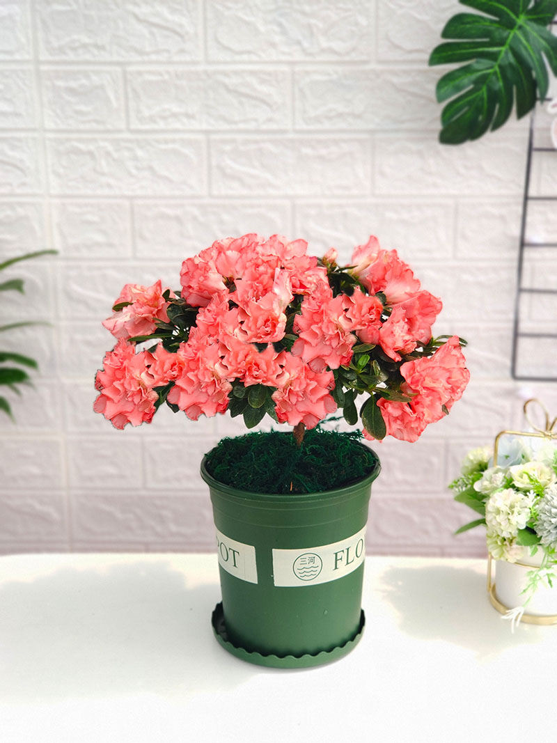 杨梅红四季开花杜鹃花盆栽带花苞年宵花卉高山老桩盆景小桃红冠幅约