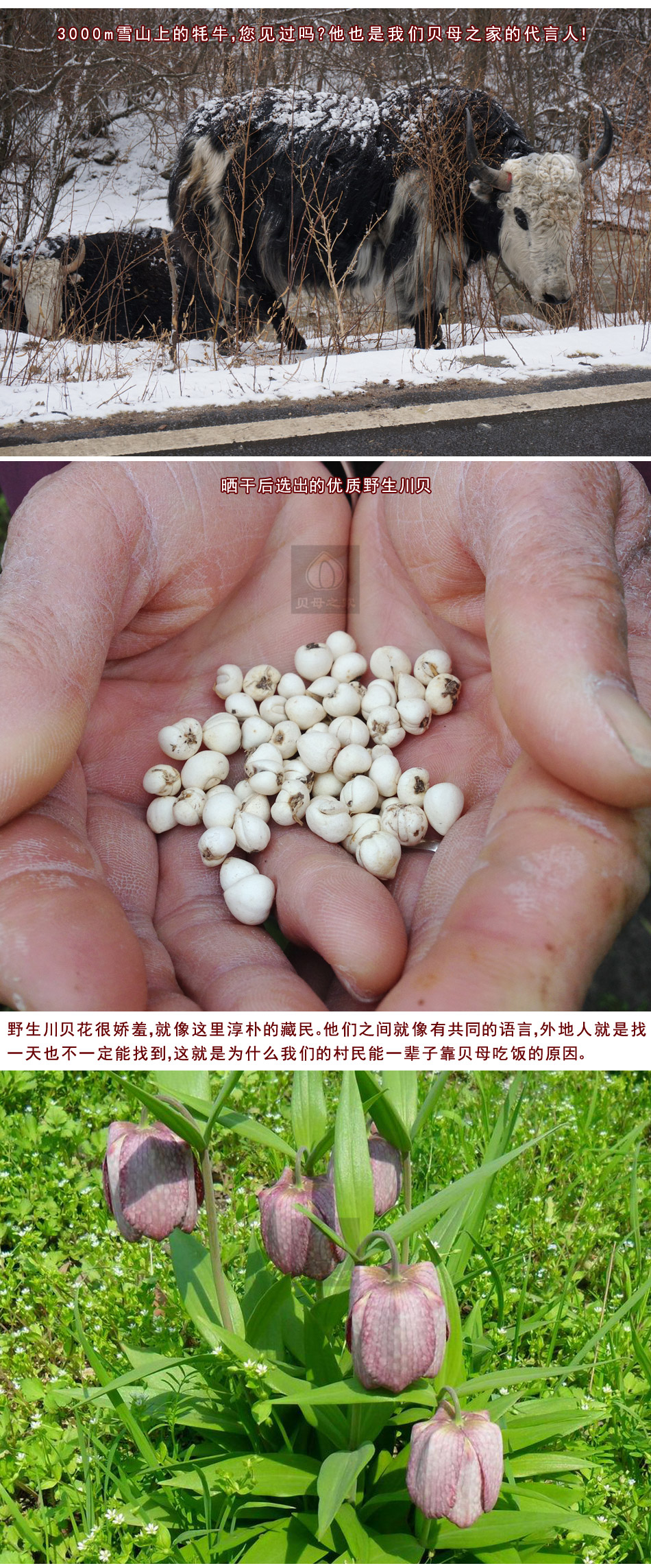 源于花香 贝母之家 特级无硫纯野生川贝母松贝 四川中药材怀中抱月50