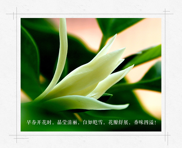 干玉兰花干花肾兰花茶特级白玉兰花茶广西横县特产花草茶500g 九九和