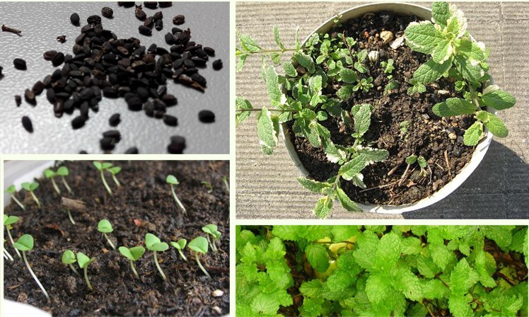 清凉薄荷驱蚊草食用柠檬猫薄荷种子阳台盆栽四季播花草种子可食用薄荷