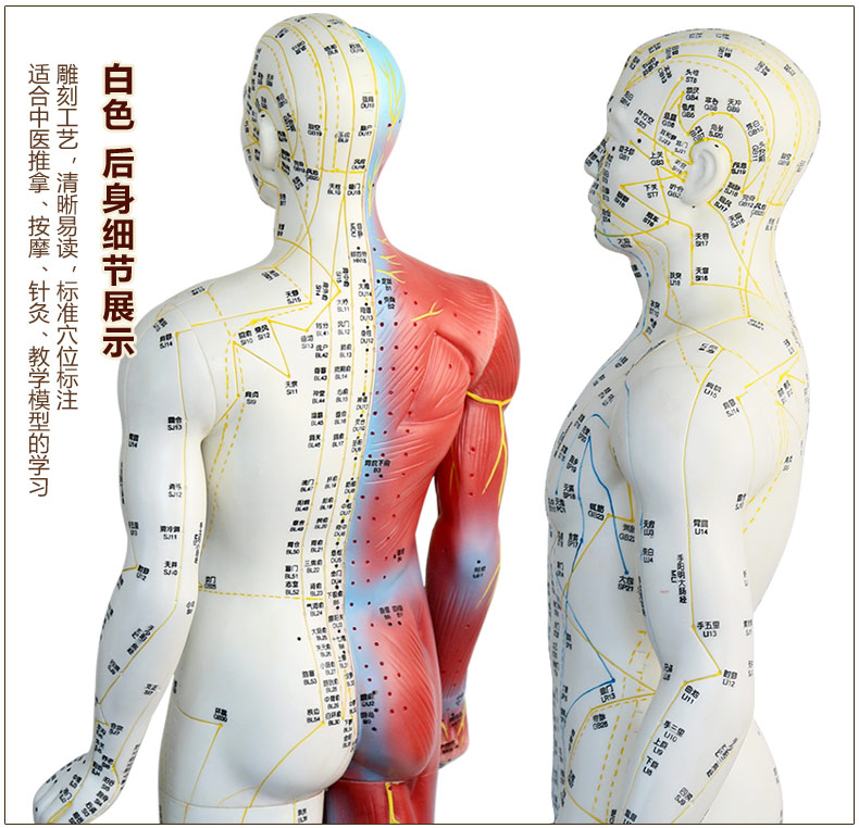 穴位图经络人体模型小铜人男女中教学全身家用自用 男模85cm(半骨骼)