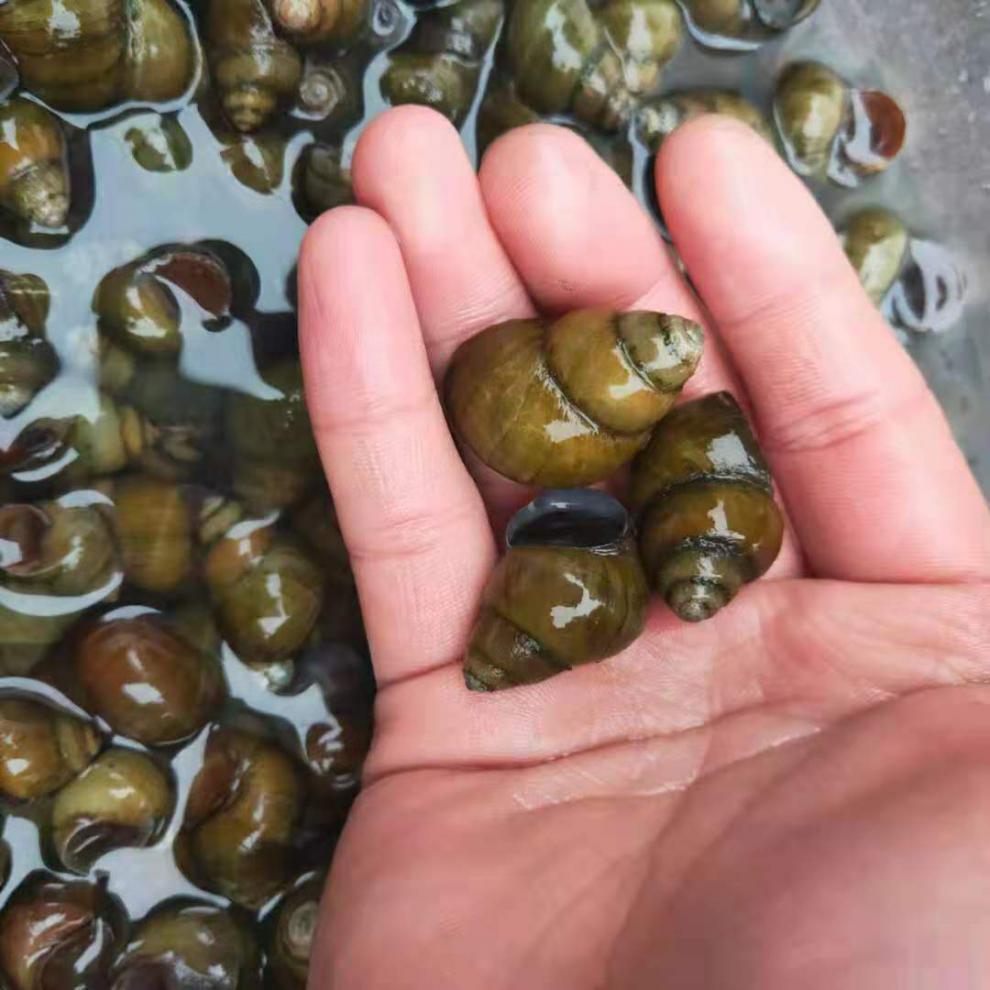 石螺 麻辣田螺 大泥螺田螺鲜活泥螺清水石螺 田螺 2000g加半斤加泡沫