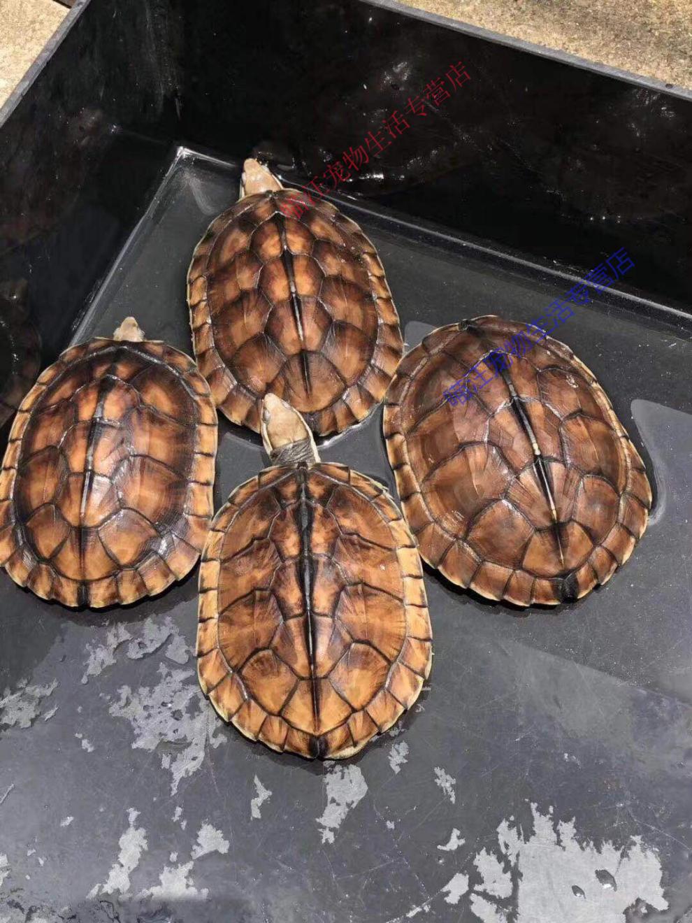 瑾伦纯种石南石龟正宗活体宠物观赏乌龟金龟苗龟饲料