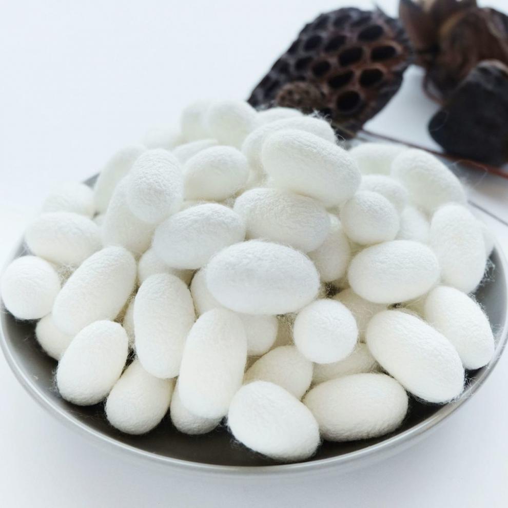 蚕茧天然完整桑蚕茧带蚕蛹烘干吊牌入药蚕丝球茧入药展示全国奔新农