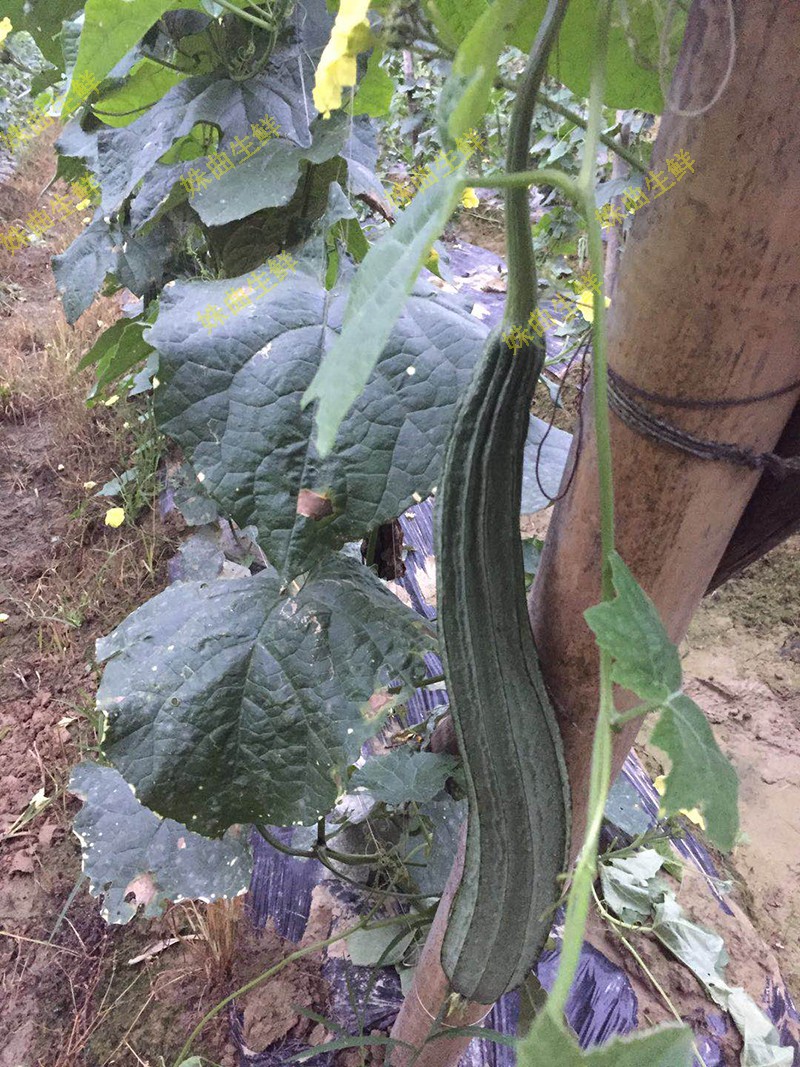 新鲜八棱丝瓜 棱角瓜 有楞丝瓜 蔬菜线瓜 带棱丝瓜 2500g