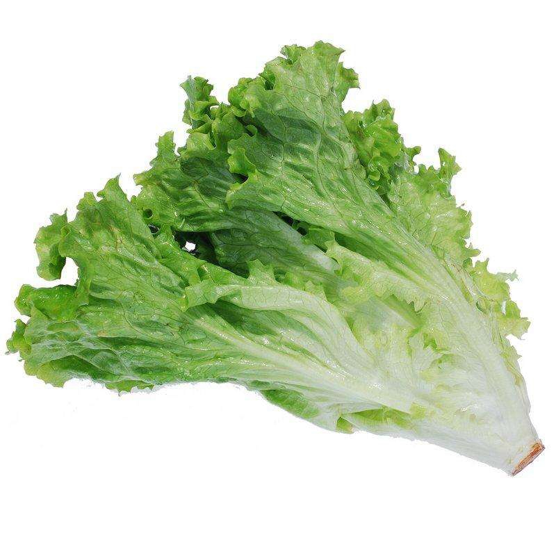 种子生菜种子阳台种菜奶油生菜籽菜园播种球生菜种子 香港软尾生菜5克