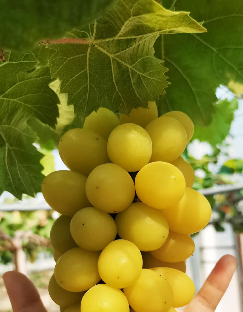 果园新鲜采摘黄金阳光玫瑰青提子晴王香印葡萄 3斤