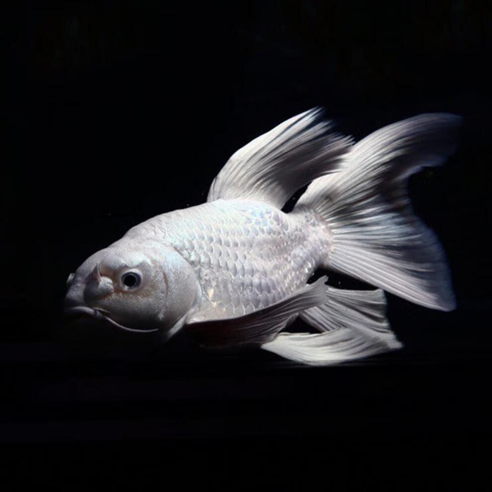 萌萌哒蝴蝶鲤鲤鱼短身球体球形鱼苗长尾蝴蝶龙鲤冷水锦鲤活体鱼 精选