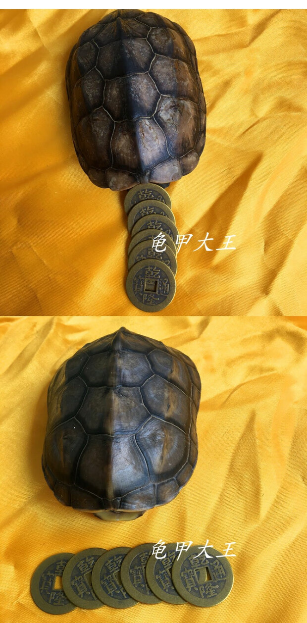 小米(mi)生态适用龟壳算卦起卦乌龟壳乾隆帝铜钱周易六十四卦灵签解