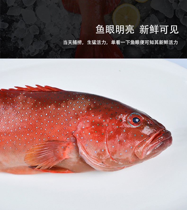 嘉麟乐 东星斑鱼石斑鱼鲜活海鲜水产深海鱼燕尾斑冷冻顺丰【图片 价格