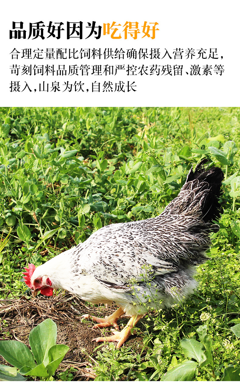 稻花鸡种蛋受精蛋可孵化彩凤白芦花鸡快大珍禽受精蛋高产土鸡种蛋 50