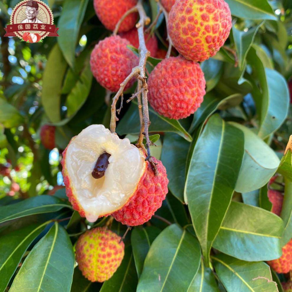 jd空运现货凤山红灯笼荔枝礼盒装渔翁得荔中华荔枝金奖广东糯米核王