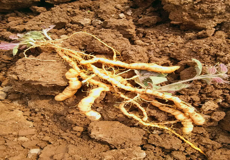 jd优选焦作新鲜生地黄根野生地黄地髓中药材怀庆府种子可榨汁500