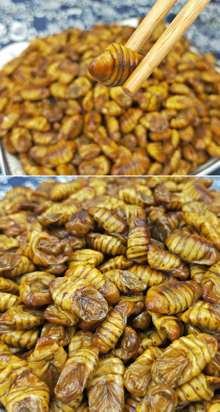 新鲜冷冻黄金蛹小干茧蛹子小蜂儿新鲜 3斤装桑