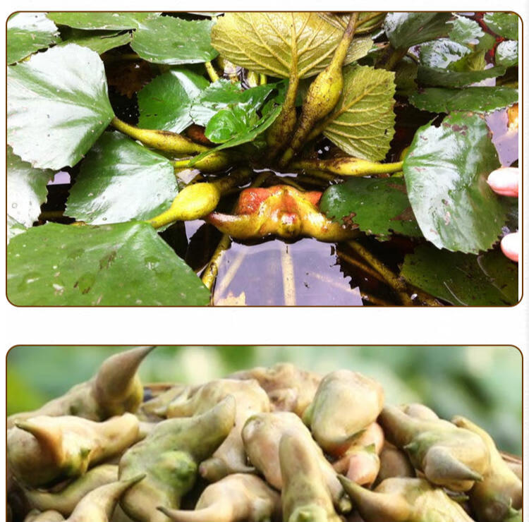 农家生菱角粉凌角糊梭角粉生菱粉代餐食用500克2