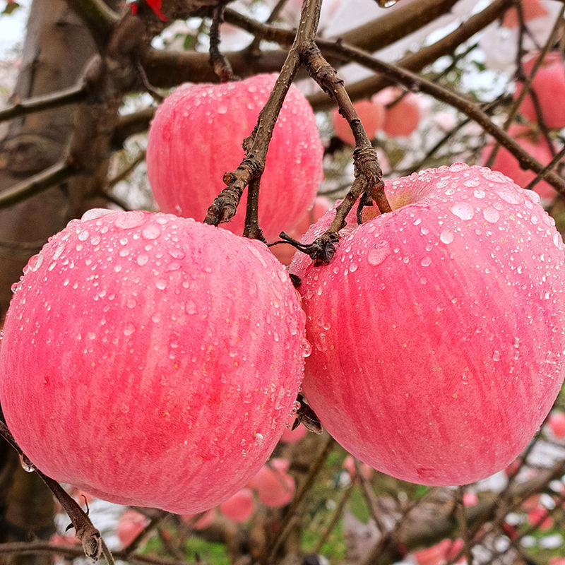 洛沁源灵宝红富士苹果